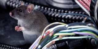 Крысы сгрызли проводку в автомобиле